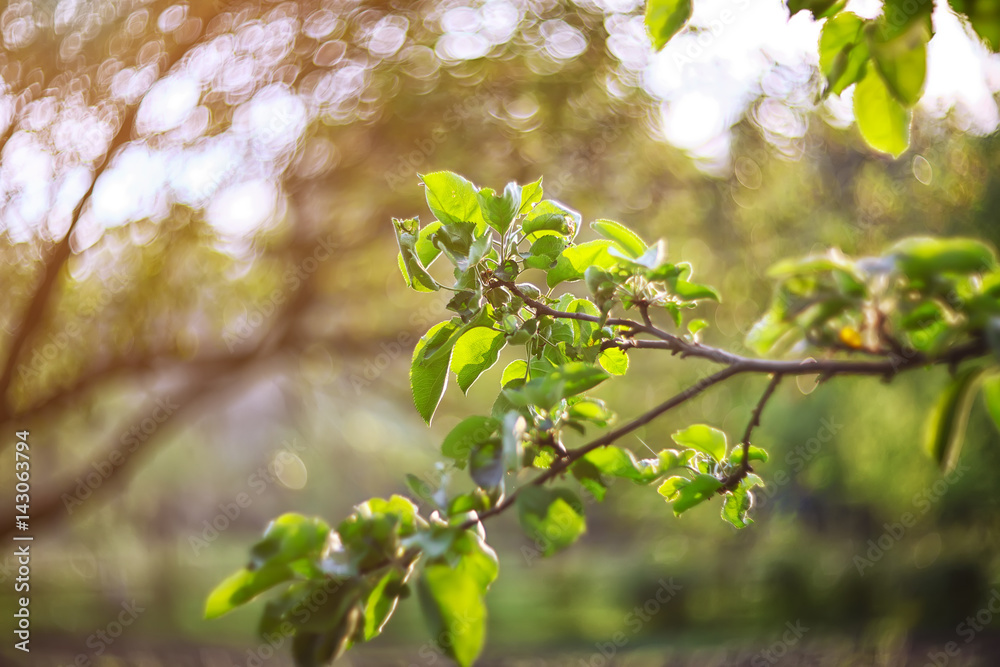 twinkling lights vivid color blurred bokeh spring from leaf background twinkling lights vivid color blurred bokeh spring from leaf background