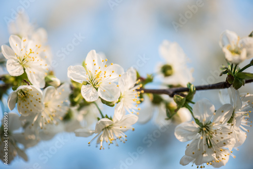 Blooming garden. Close-up flowers on tree against blue sky. Spring concept.