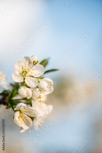 Blooming garden. Close-up flowers on tree against blue sky. Spring concept.