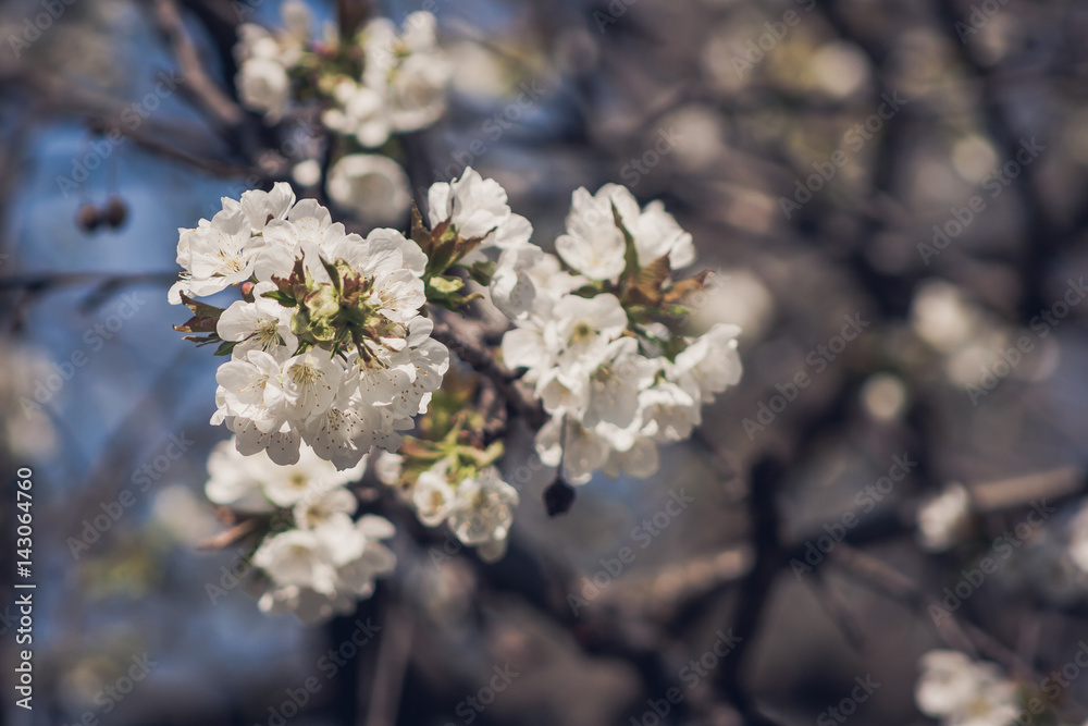 White cherry blossoms White cherry blossoms
