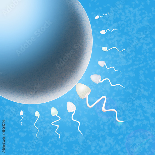 sperm in the uterus photo