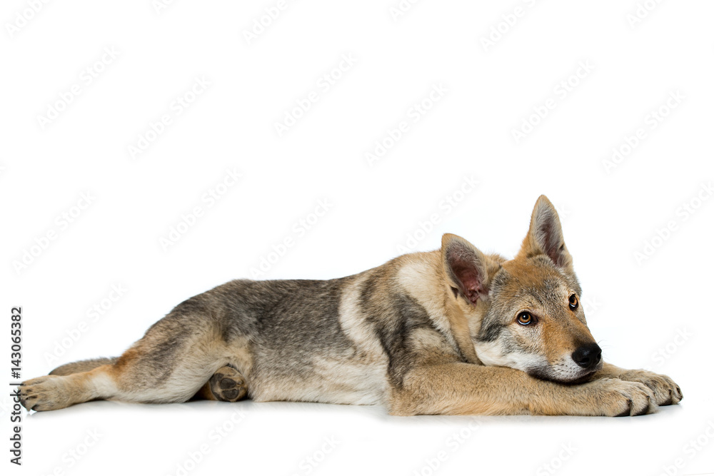 Fototapeta premium Junger Wolfshund