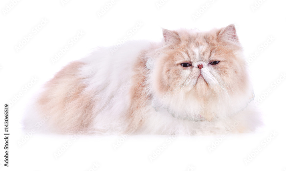 Persian cat Persian cat