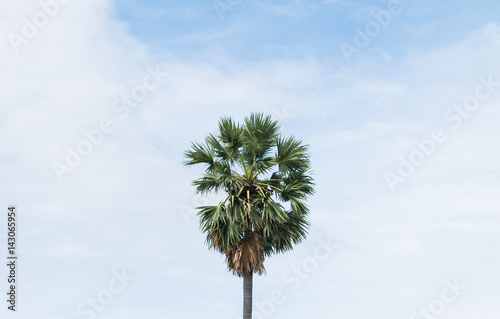 top of sugar palm on clouds in the blue sky background © dadatop