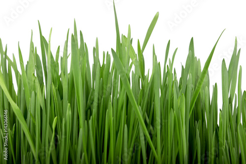 Sprouted cereals! Green grass.