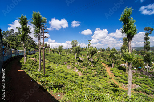 tea train