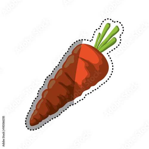 fresh carrot vegetable vector illustration graphic design