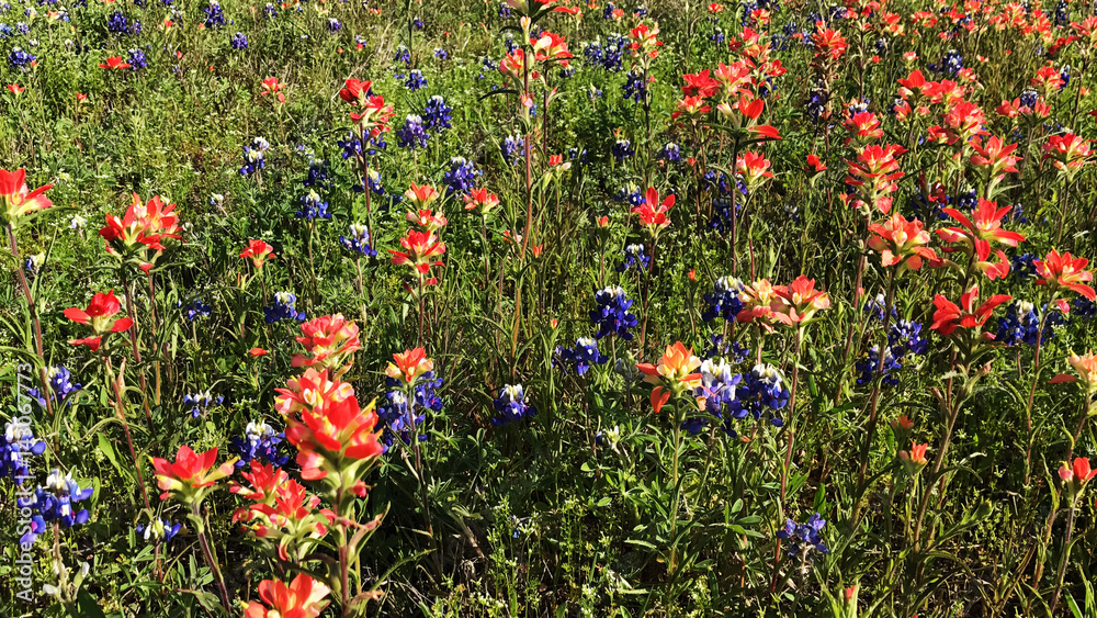 Field of Bluebonnets and Indian Paintbrushes