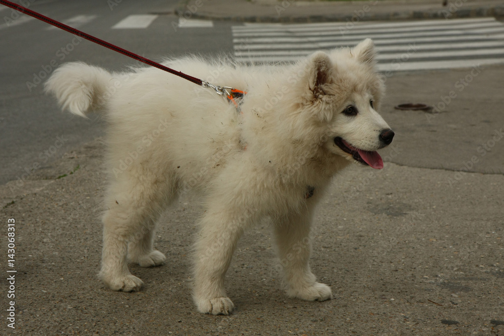 Samoyed puppy posing Samoyed puppy posing