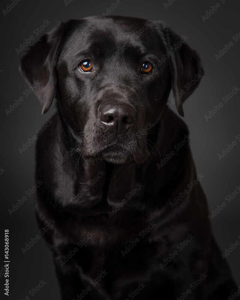 Black Labrador Retriever