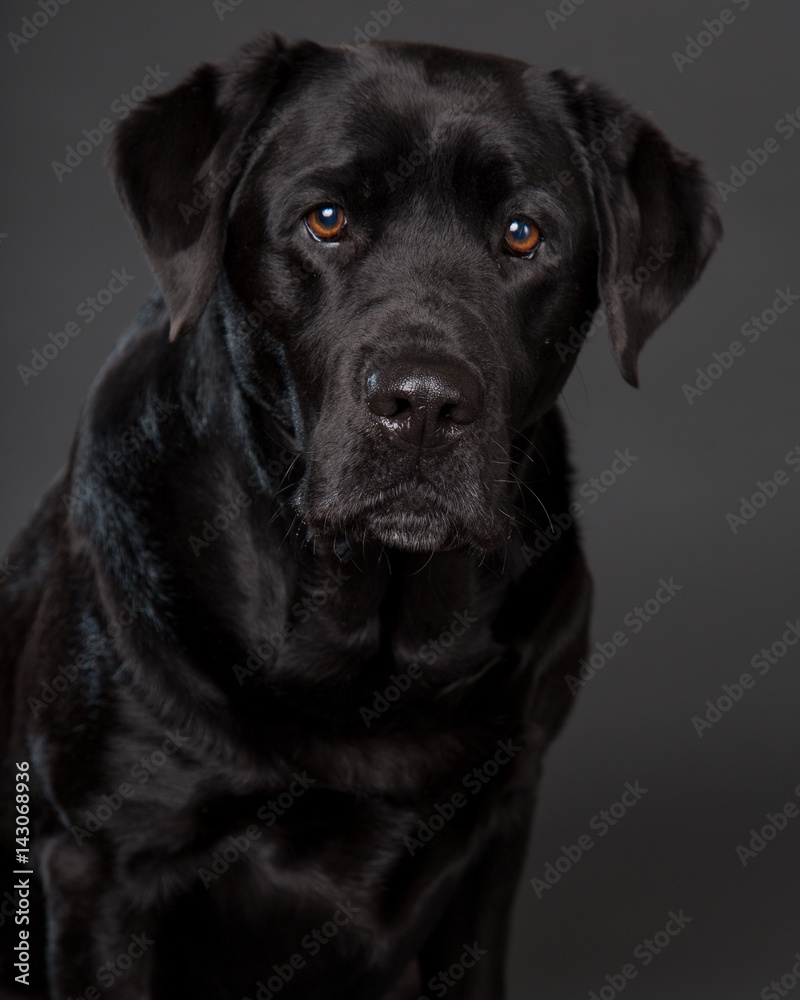 Black Lab Black Lab