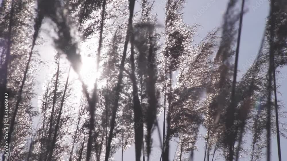 The Wind Shakes A High Cane Reeds swing under the influence of the wind and glare with sunlight The Wind Shakes A High Cane Reeds swing under the influence of the wind and glare with sunlight
