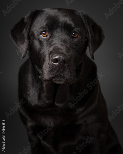 Black Labrador Retriever © Sharon