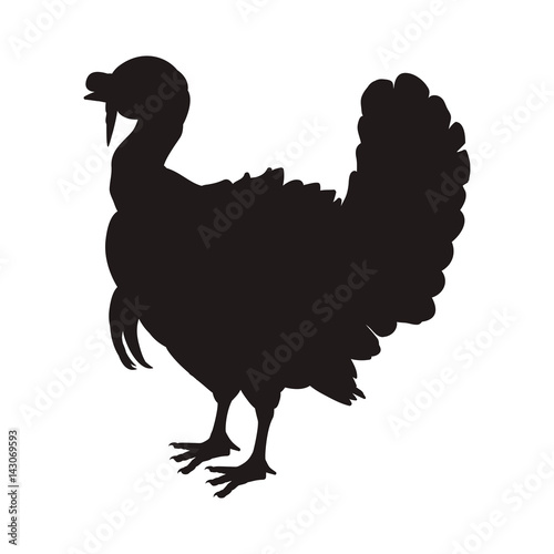 Turkey bird farm vector illustration graphic design