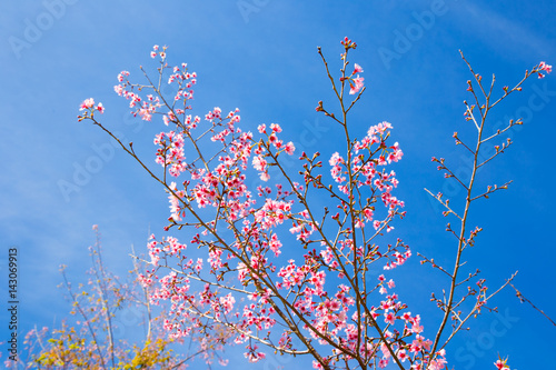 Soft fucus pink blossoms on nature background