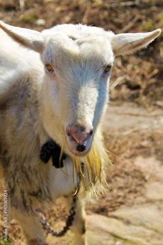 Old white goat