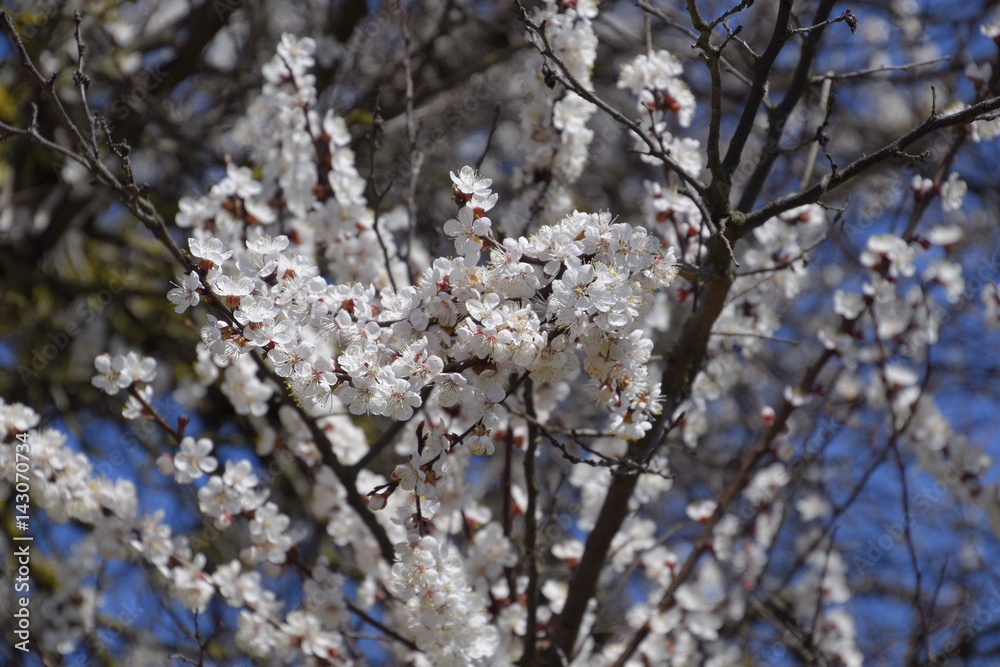 Spring flowering trees. Pollination of flowers of apricot. Blooming wild apricot in the garden Spring flowering trees. Pollination of flowers of apricot. Blooming wild apricot in the garden