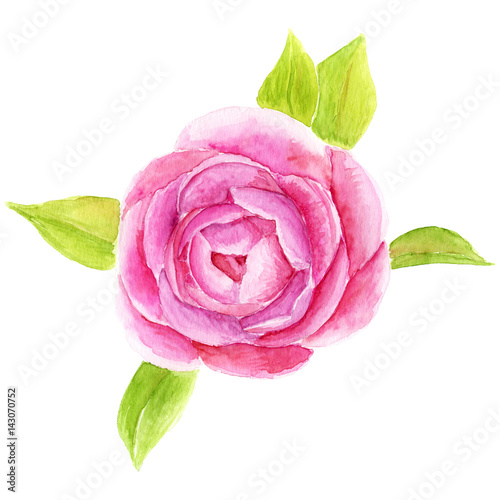 Hand drawn Rose flower watercolor illustration. 