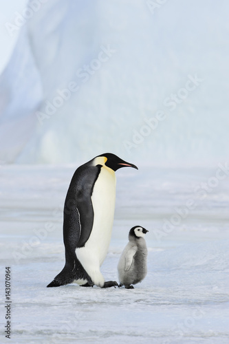 Emperor Penguin with chick