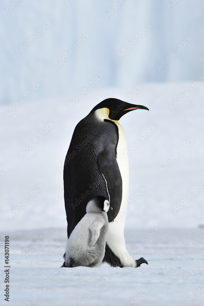 Fototapeta premium Emperor Penguin with chick