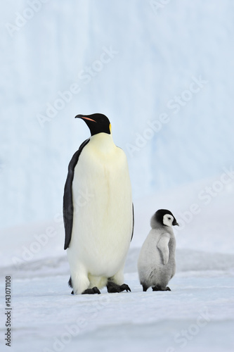 Emperor Penguin with chick