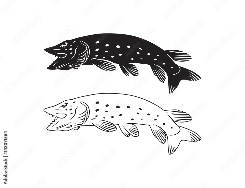 Fototapeta premium pike fish