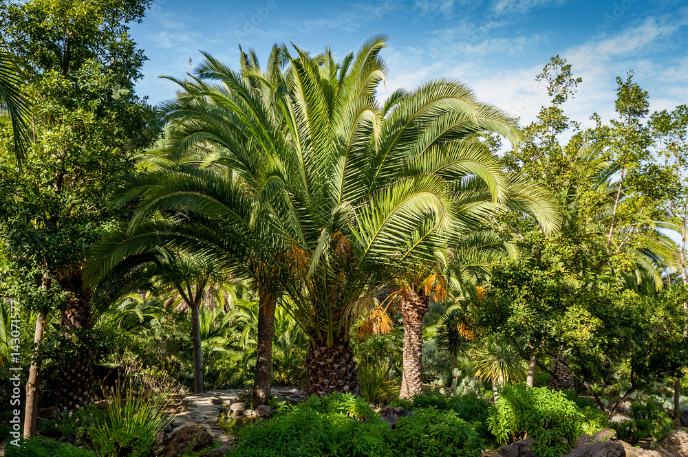 Fototapeta premium Palms at Drago park, Tenerife