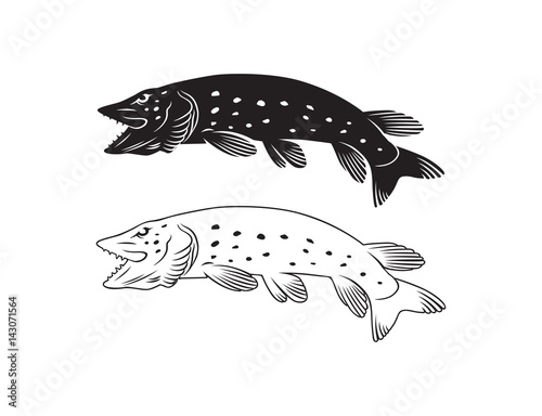 pike fish
