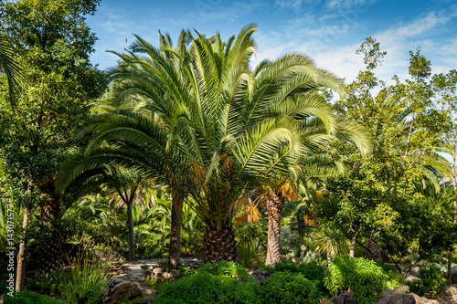 Palms at Drago park  Tenerife