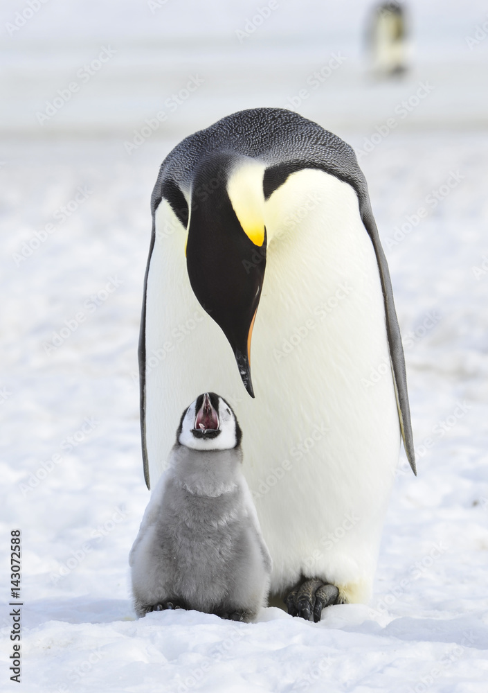 Obraz premium Emperor Penguin with chick
