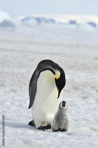 Emperor Penguin with chick