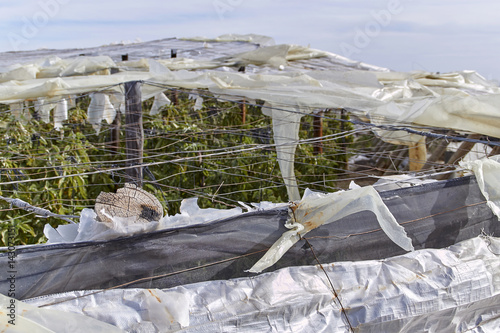 A tattered plastic greenhouse at El Ejido, Almeria