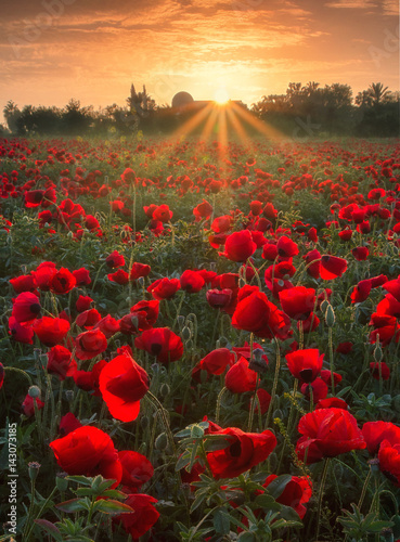 Fototapeta Naklejka Na Ścianę i Meble -  Poppies in Sunrise