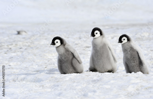 Emperor Penguin chicks in Antarctica