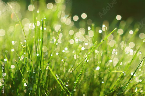 Morning dew on green fresh grass.