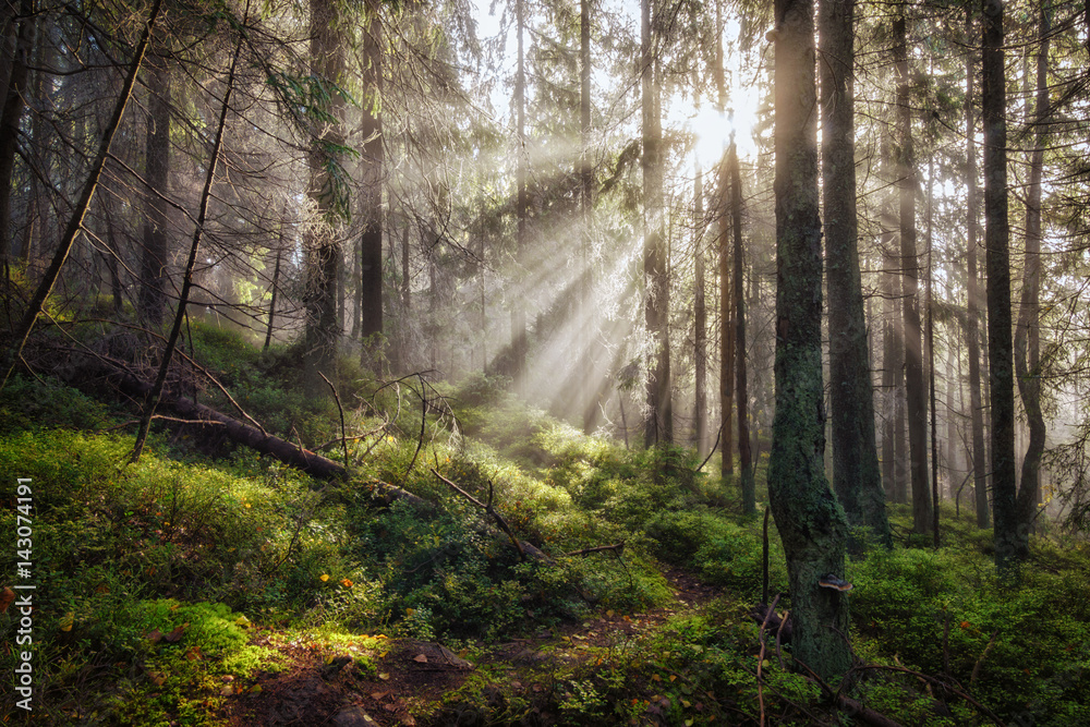 Old magical autumn forest with sun rays. - obrazy, fototapety, plakaty 