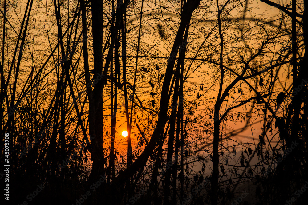 Sunset with silhouette of bamboo Sunset with silhouette of bamboo