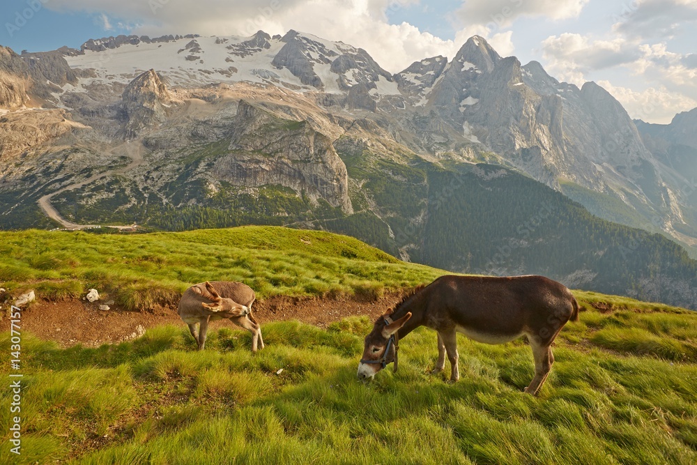 Fototapeta premium Grazing Donkey in the alp