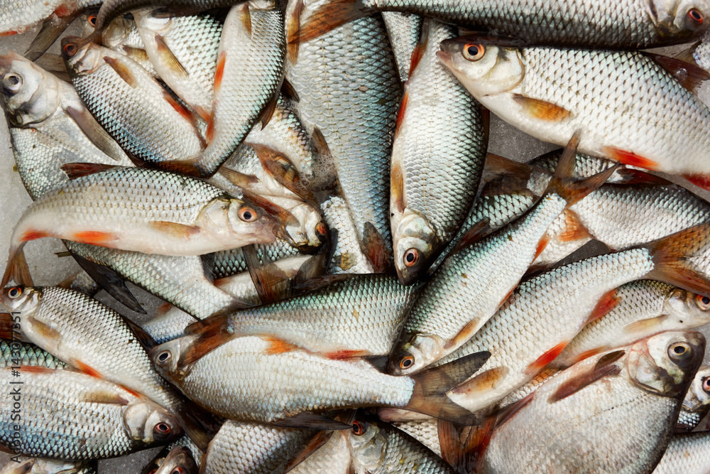 A lot of small fish, close-up A lot of small fish, close-up