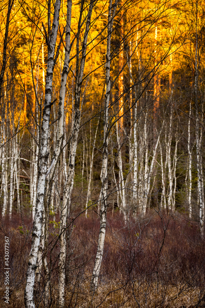 Autumn birch trees at Tyresta National Park in Stockholm, Sweden Autumn birch trees at Tyresta National Park in Stockholm, Sweden