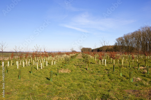 springtime plantation