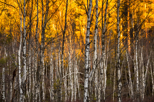 Autumn birch trees at Tyresta National Park in Stockholm  Sweden