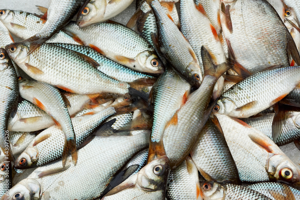 Fototapeta premium A lot of small fish, close-up
