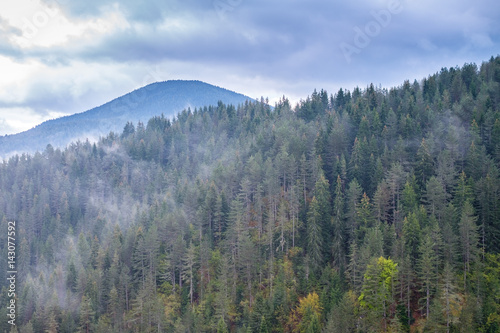 Fototapeta Naklejka Na Ścianę i Meble -  Rhodope Mountains forest 1