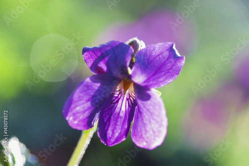 Early in the morning on a meadow, one violet flower close