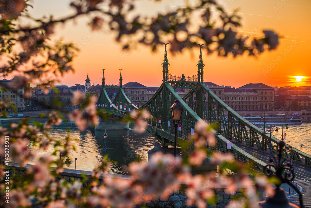 Fototapeta premium Budapest, Hungary - Beautiful Liberty Bridge at sunrise with cherry blossom. Spring has arrived in Budapest.