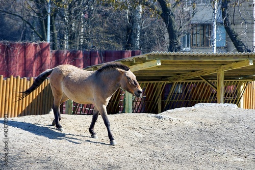 Коричневая лошадь бежит по песке
