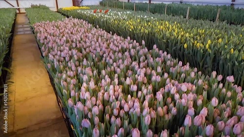 To grow tulips in the greenhouse, agricultural enterprise, field, small business, 8 March, winter, February, March, spring,