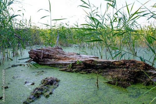 Green swamp 2
