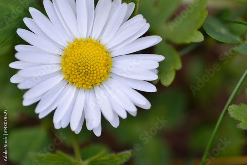 Daisy flower macro